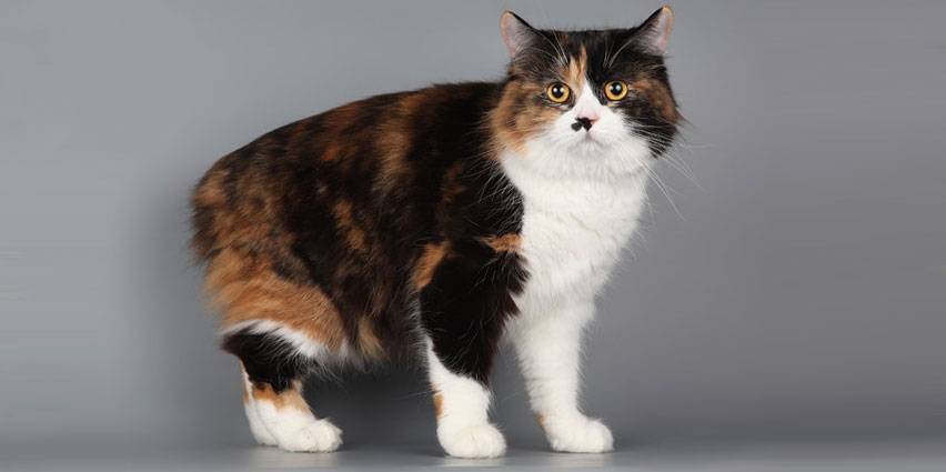 Кимрик (уэльская кошка): фото, описание породы, характер, здоровье и чем кормить | for-pet