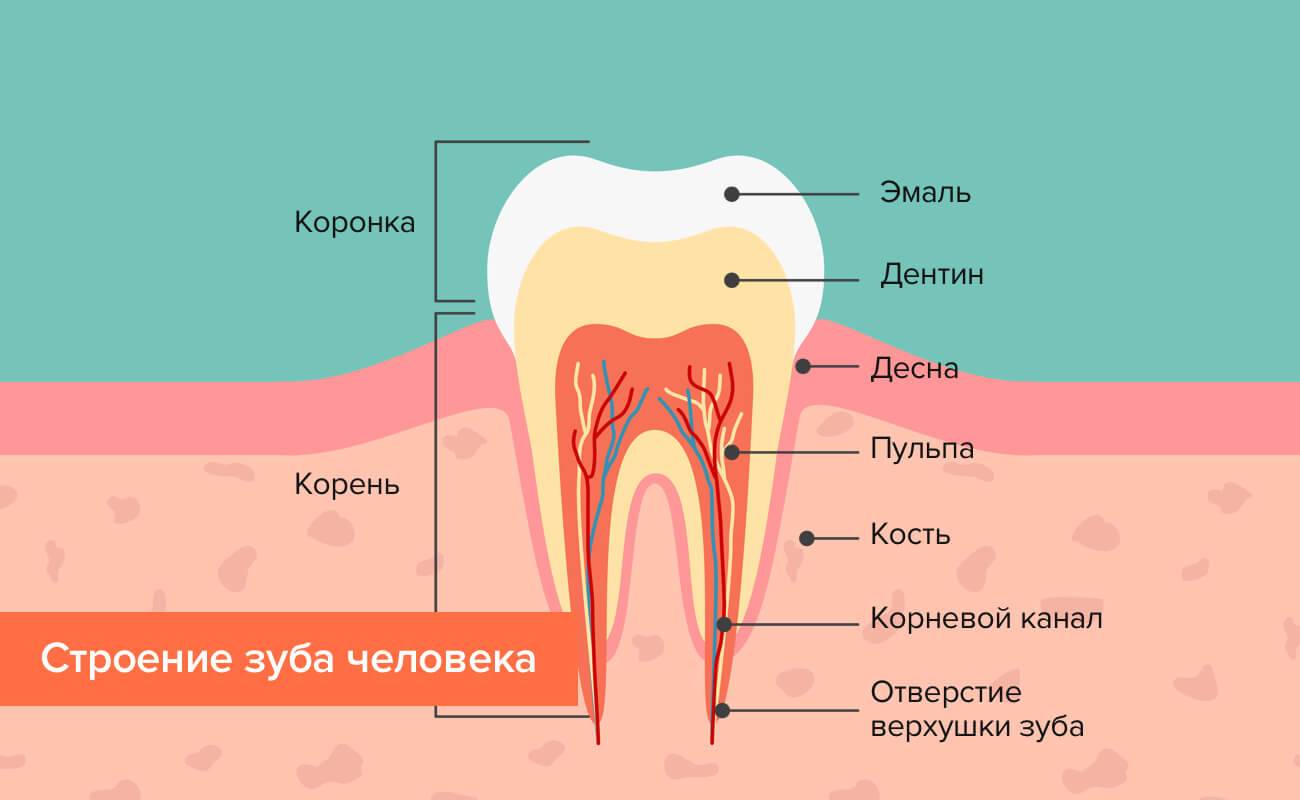 Внутреннее строение зуба рисунок