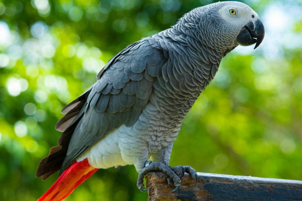 Говорящие попугаи: лучшие породы для обучения с описанием и фото