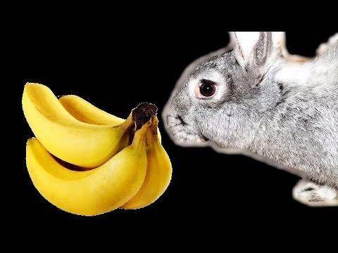 Можно ли давать кроликам банановую кожуру