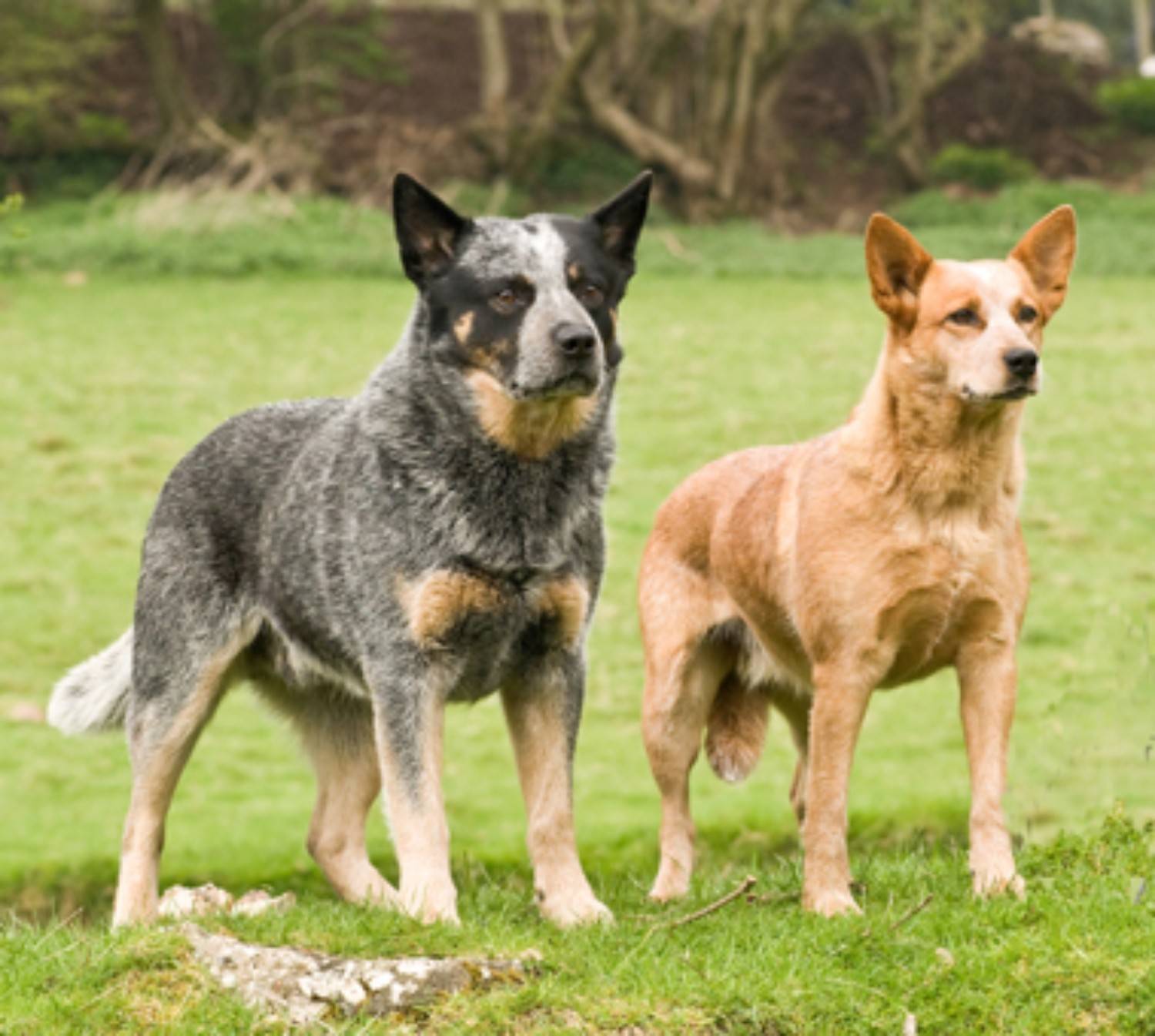 Австралийская пастушья собака (хилер, мини аусси): описание породы