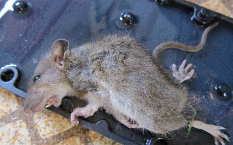 Насколько опасны серые крысы и почему они заводятся?