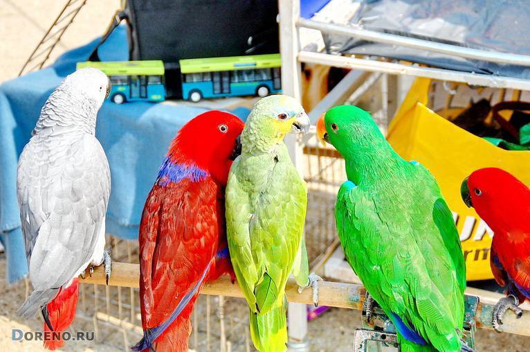 Сколько стоят попугаи разных пород в россии