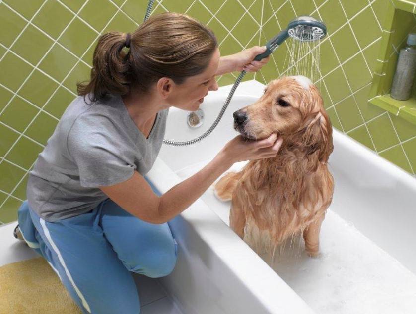 Можно ли купать собаку с помощью дегтярного или хозяйственного мыла