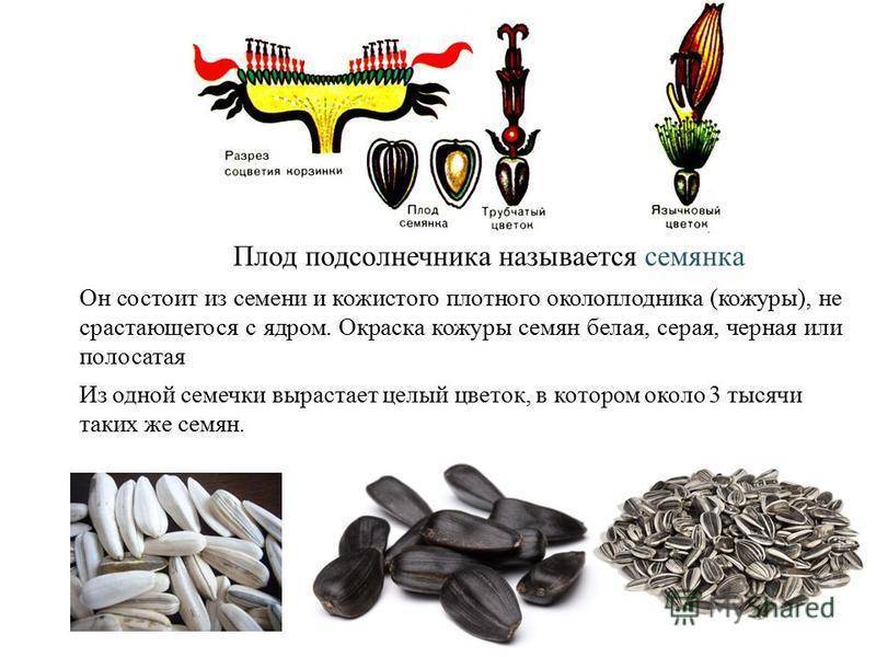 Какие фрукты, овощи, ягоды и зелень можно давать попугаю