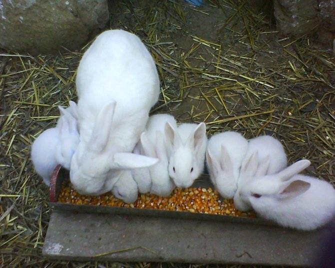 Кролик паннон: описание породы, правила содержания и кормления