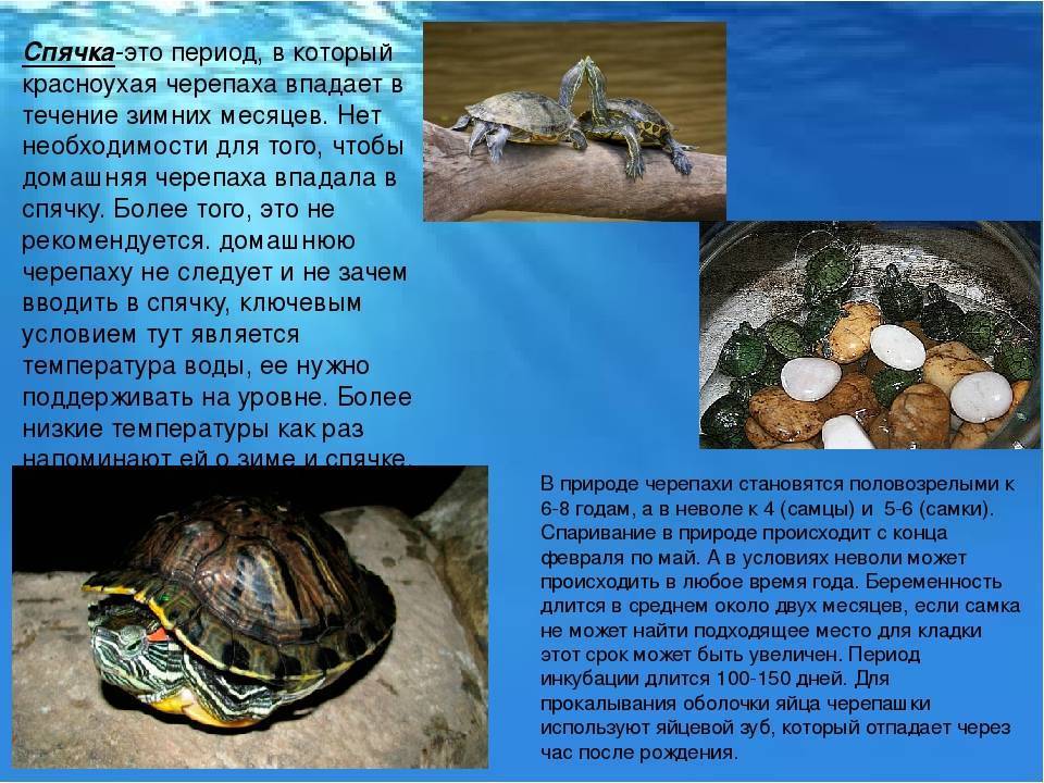 Аквариумные проблемы - все о черепахах и для черепах. может ли сухопутная черепаха плавать в воде или аквариуме?