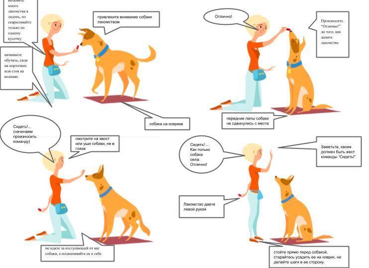 Правильная дрессировка собаки в домашних условиях: разбираем главное
