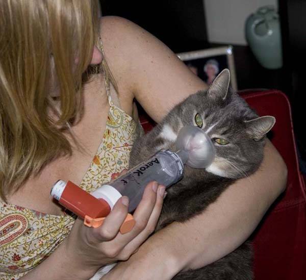 Кашель у кошек, лечение кошачьего кашля