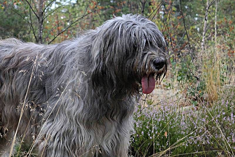 Порода собак южнорусская овчарка: описание, характер, уход, фото