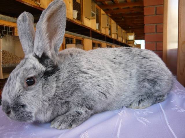 Кролики полтавское серебро: описание, характеристики, отзывы