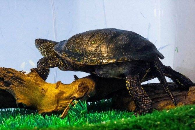 Европейская болотная черепаха – фото, описание, содержание, купить, отзывы