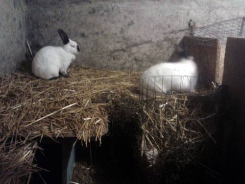 Условия содержания кроликов зимой: обустройство вольера, составление рациона