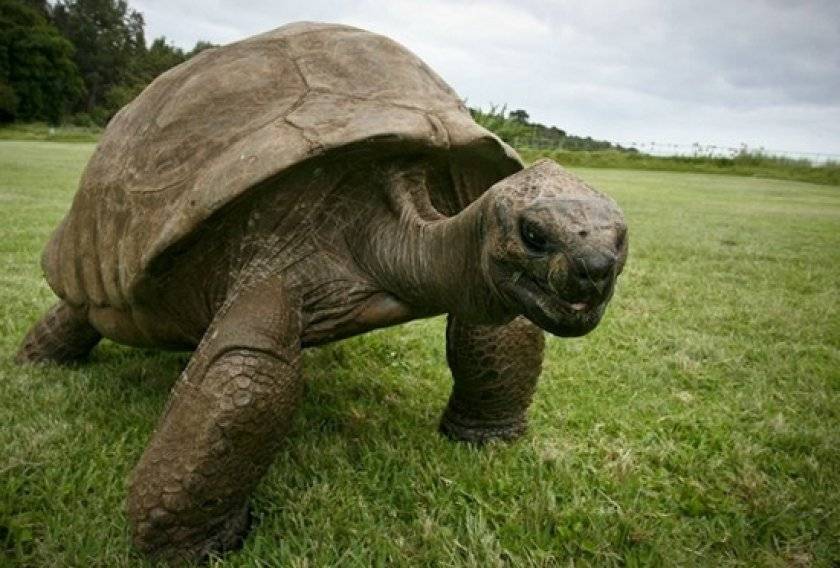 Самая большая черепаха в мире