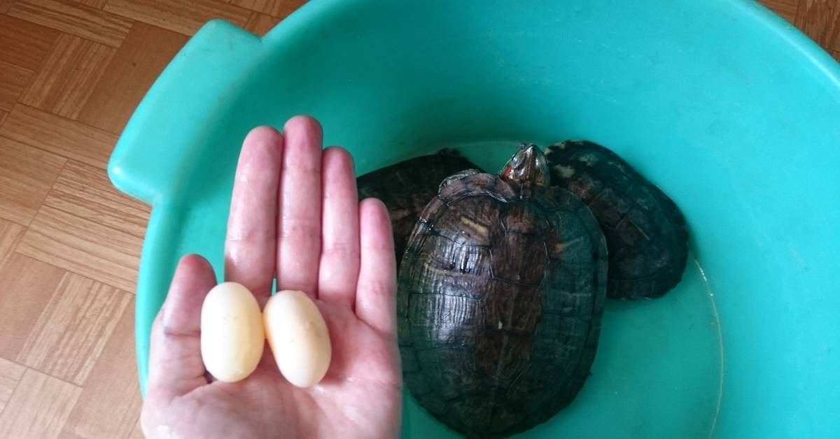 Беременность черепах и откладка яиц - все о черепахах и для черепах