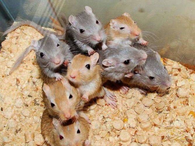Разновидности мышей: топ-9 интересных грызунов