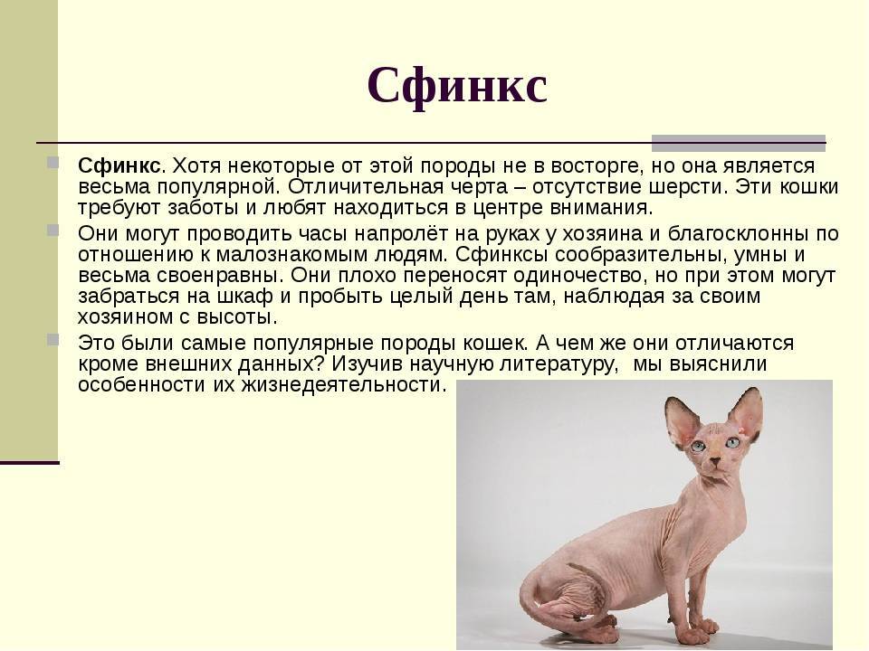 Кошки донские сфинксы: описание породы, характер, особенности ухода, история