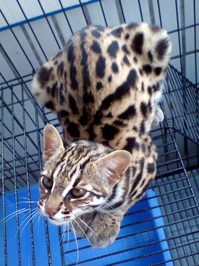 Леопардовый кот