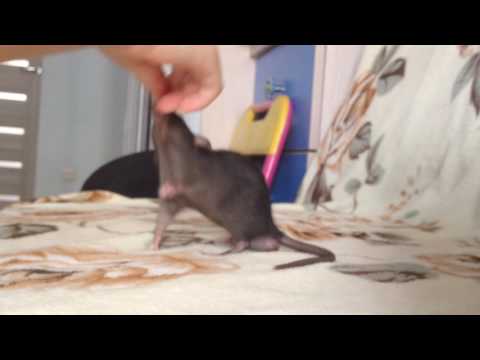 Как приручить декоративную крысу