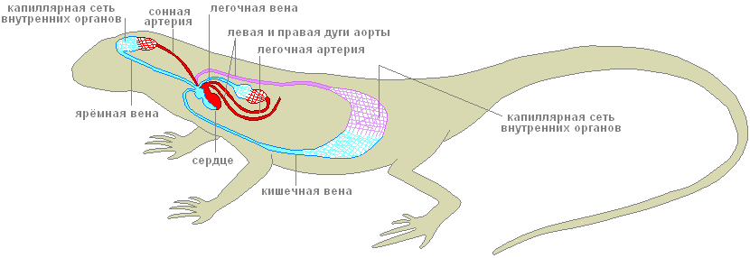 Кровеносная система рептилий рисунок