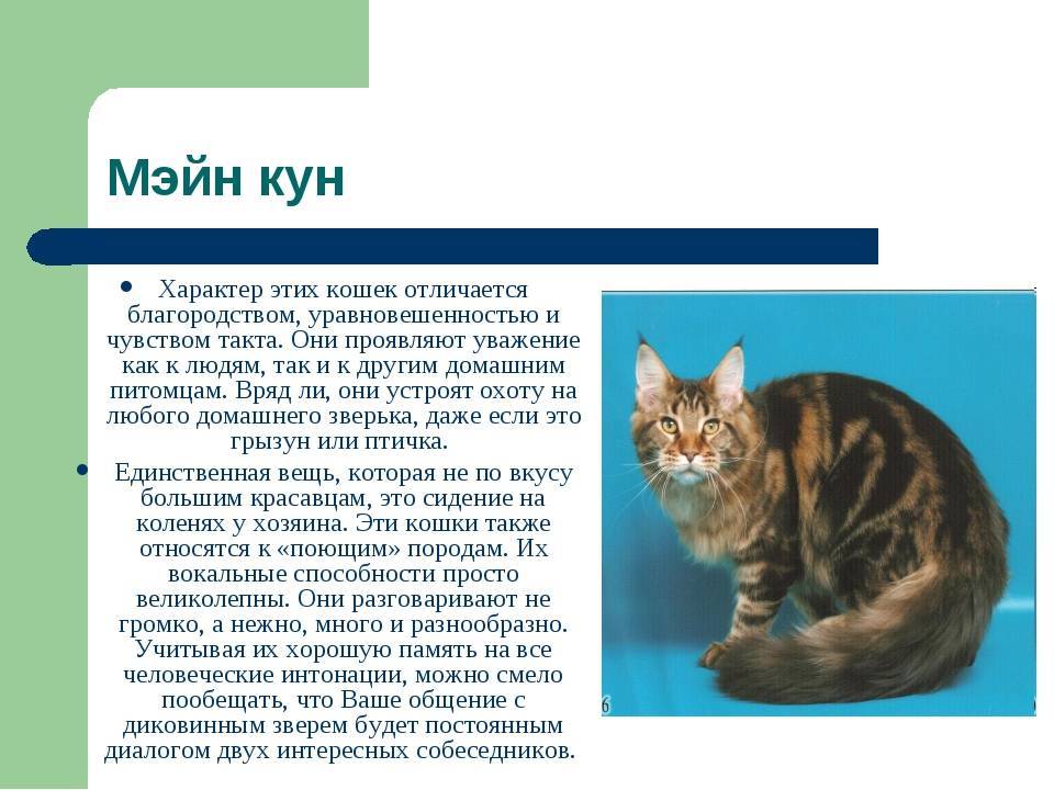 Русская сибирская кошка — описание и характеристика породы