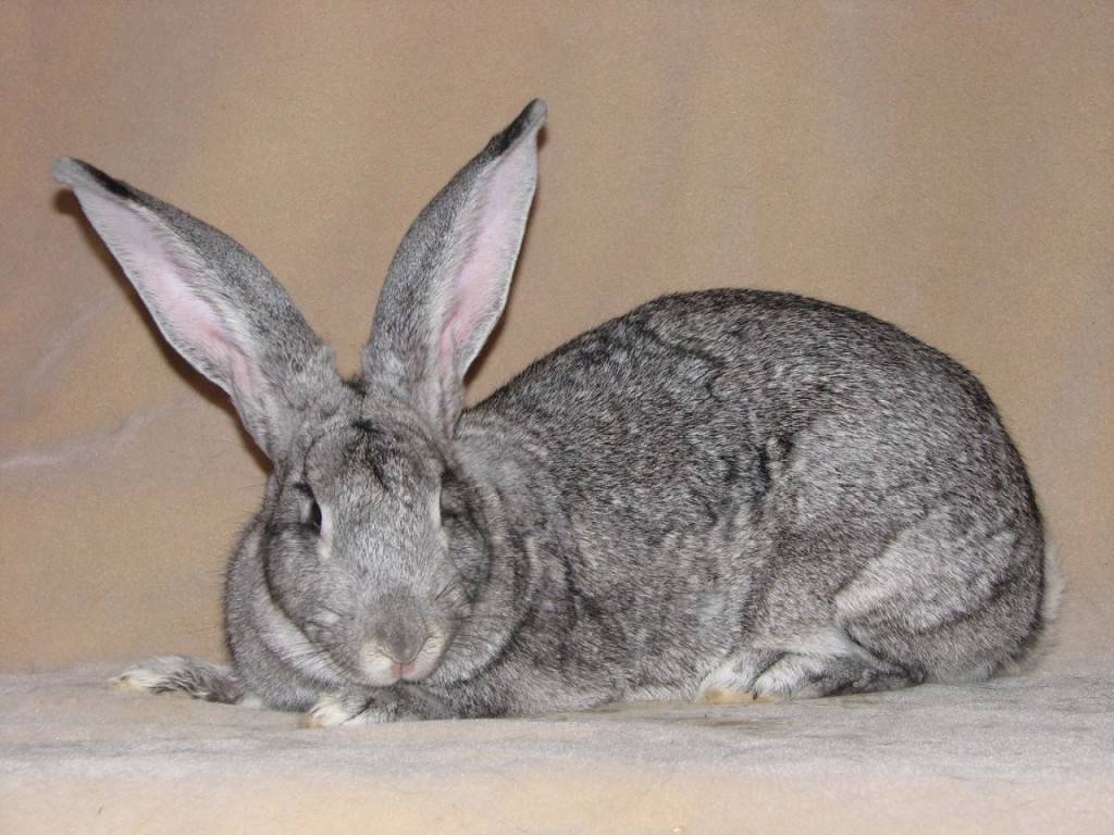 Порода кролик шиншилла: описание и разведение кролика