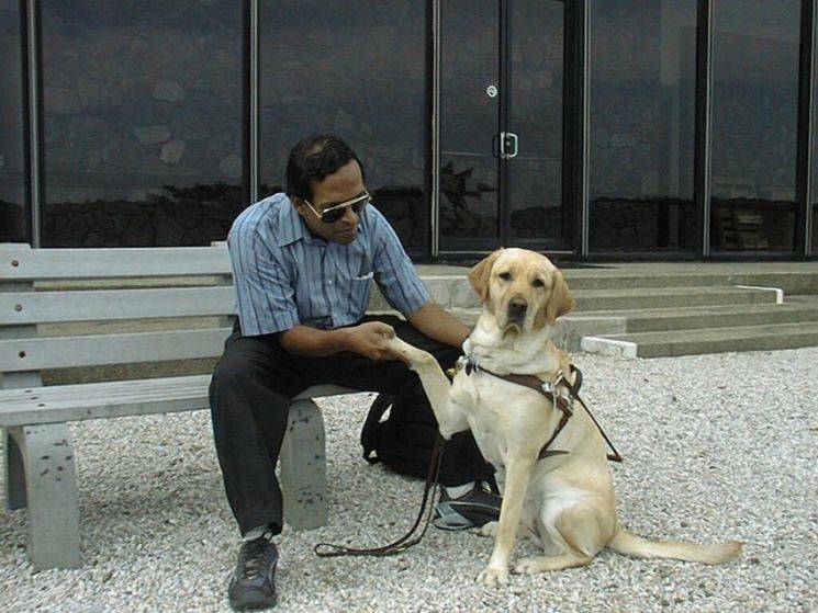 Собаки-поводыри: друзья и помощники для незрячих людей