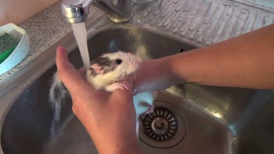 ᐉ можно ли мыть крысу: инструкция по купанию декоративных крыс в домашних условиях - zoopalitra-spb.ru