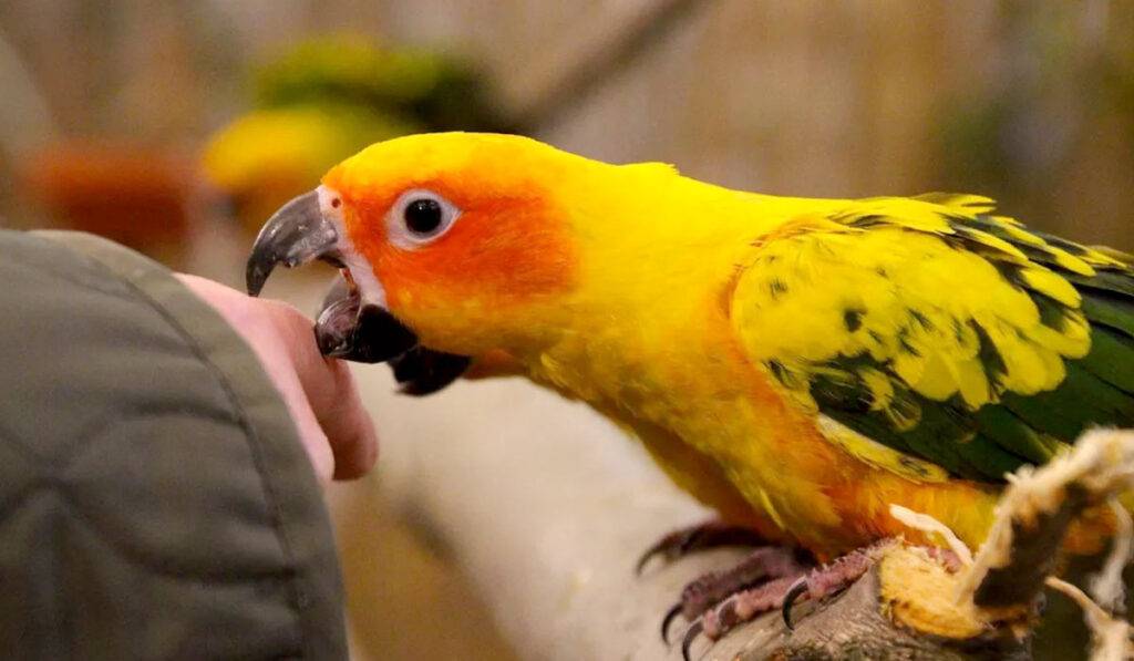 Почему попугай кричит: что делать и как помочь