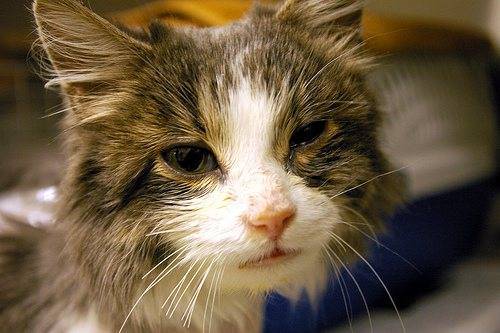 Микоплазмоз у кошек: симптомы и схема лечения, опасность для человека