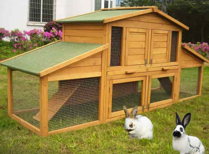 Домашний кролик: разведение, строение, уход и содержание кроликов (135 фото + видео)