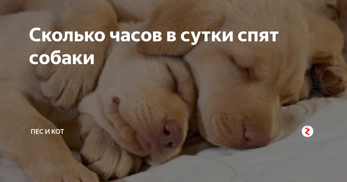 Сколько часов в день должен спать щенок?