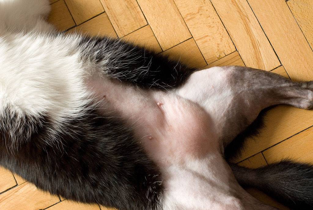 У кошки опухла грудь: причины и что делать