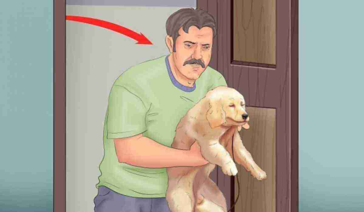 Как правильно приучить собаку к туалету на улице