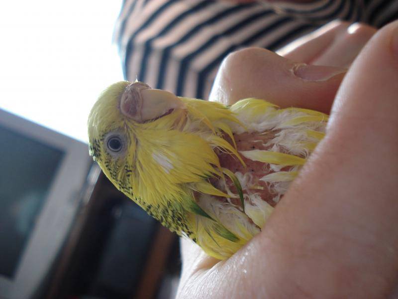 Выпадают перья у волнистого попугая: почему так бывает (фото)