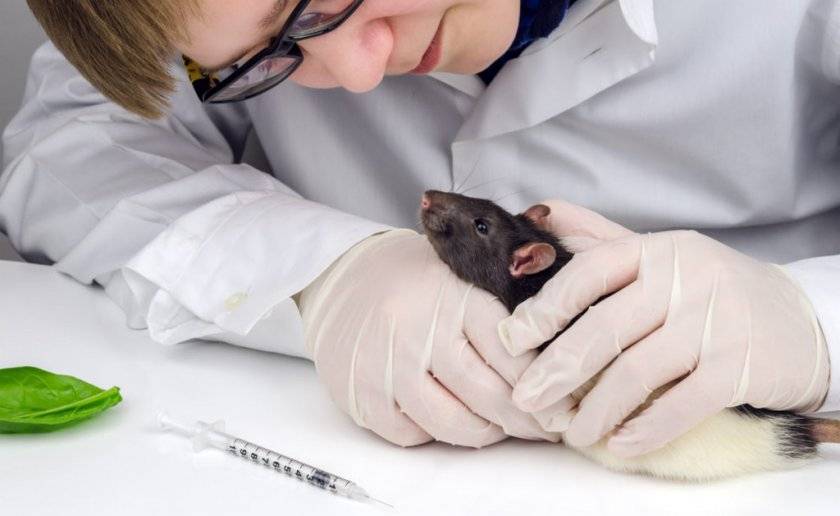 Домашняя крыса умирает: признаки и причины
