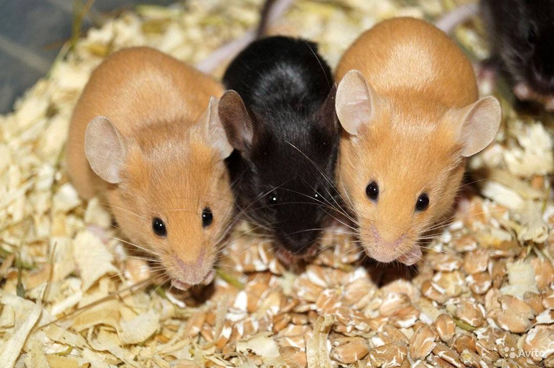 Мышь домашняя: разведение и уход за декоративными видами мышей