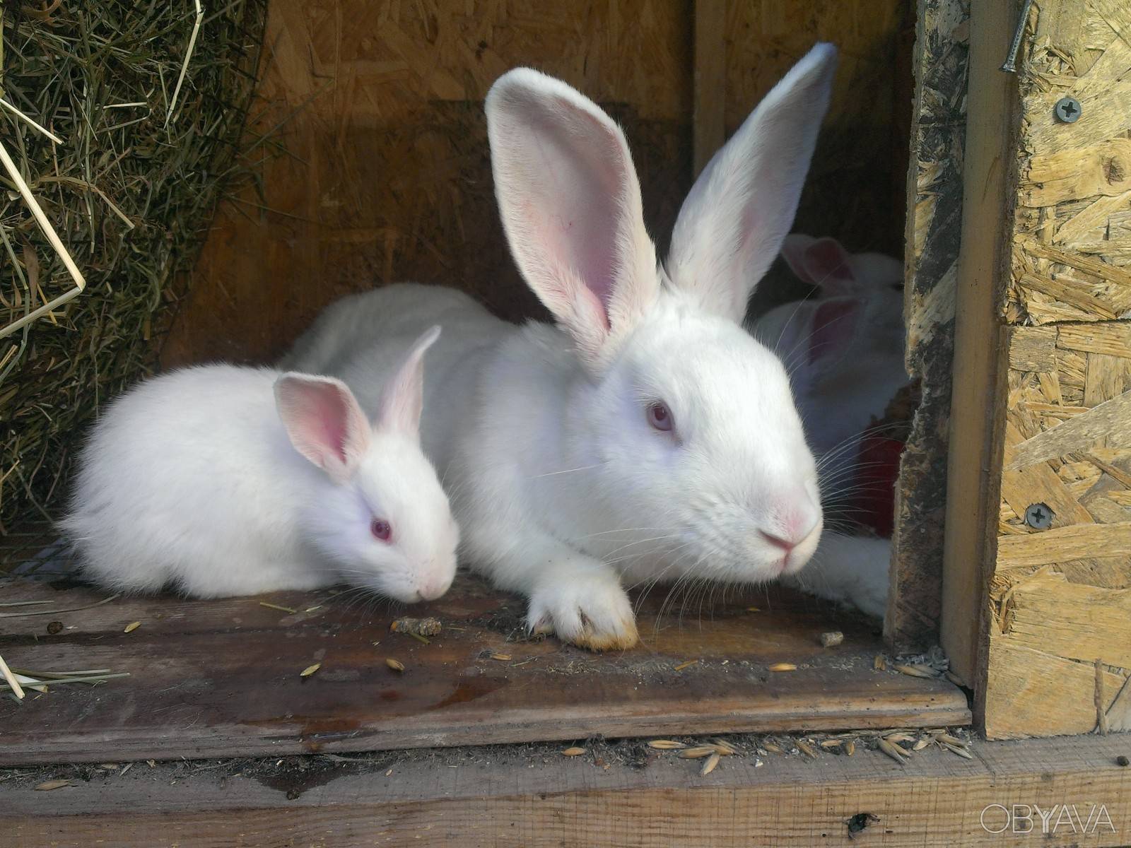 Кролик белый паннон: описание породы и характеристика
