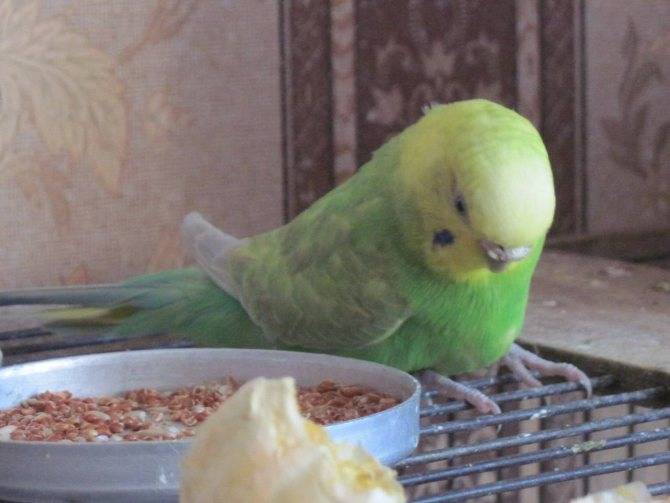 Судороги у волнистого попугая: что делать
