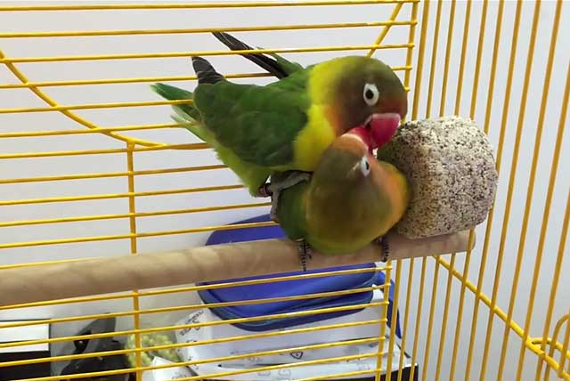 Размножение волнистых попугаев: от выбора пары до появления птенцов