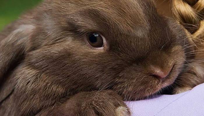 Что делать, если у кроликов сопли, насморк и чиханье? (видео)