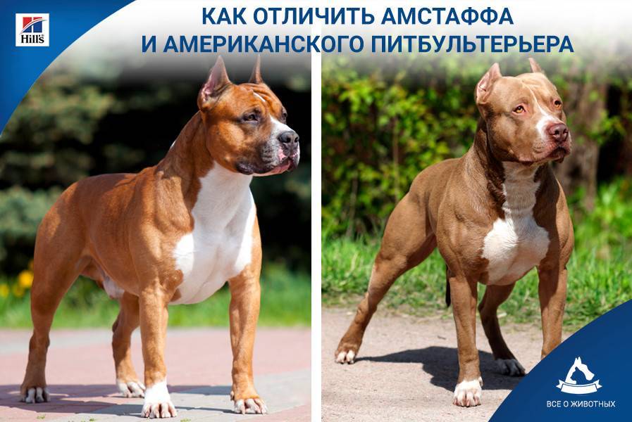 Какая собака сильнее питбуль или стаффорд. в чём отличие питбуля от стаффорда