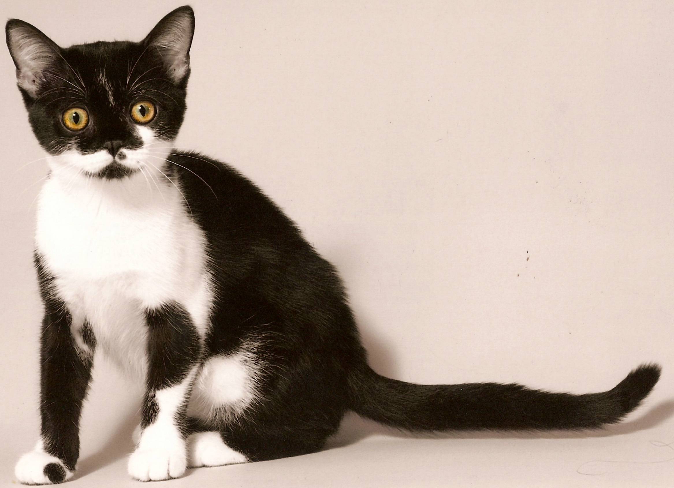Порода черно белых кошек с фотографиями. Сибирская биколор короткошерстная. Сибирская биколор короткошерстная кошка. Американская короткошерстная биколор. Американская короткошёрстная кошка черная.