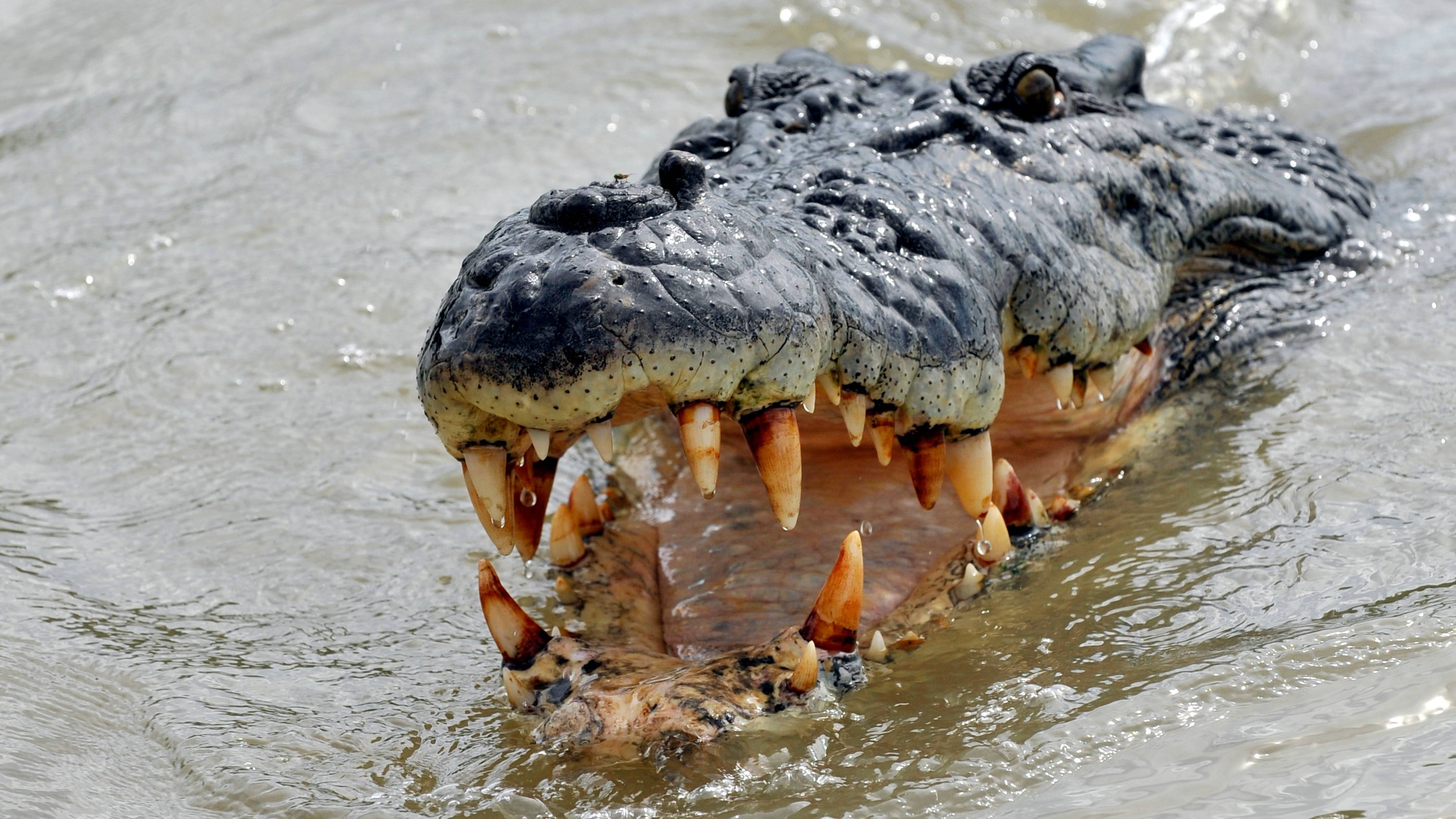 Крокодил самый опасный хищник. Гребнистый крокодил охота. Большой гребнистый крокодил. Гребнистый крокодил е ст. Гребнистый крокодил опасен.