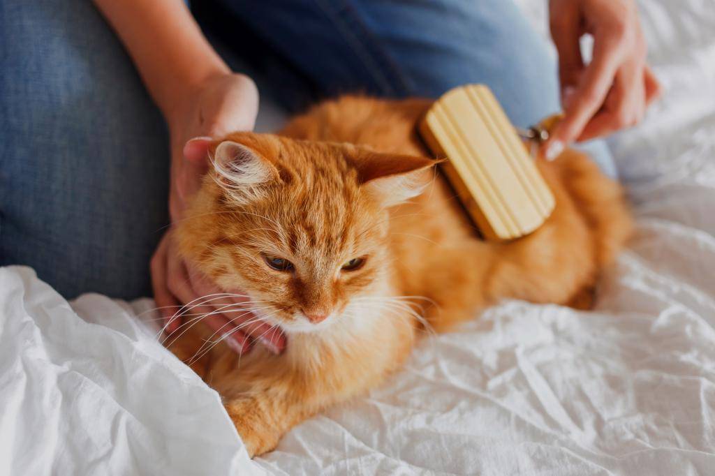 Как ухаживать за котенком: правила, советы и рекомендации