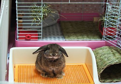 Декоративные кролики: уход и содержание в домашних условиях