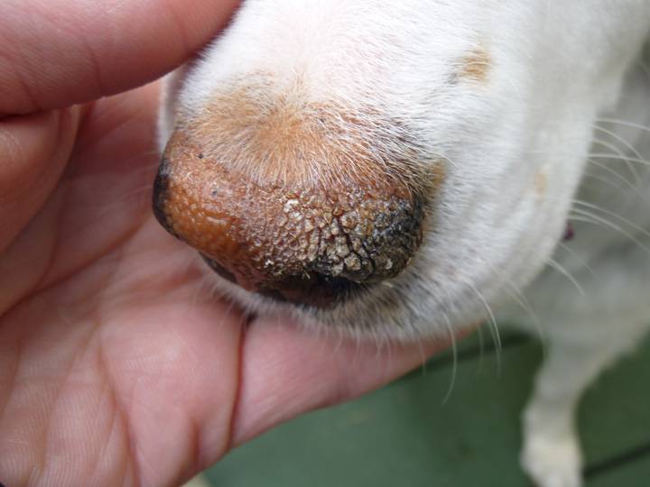 Какой должен быть нос у здоровой собаки
