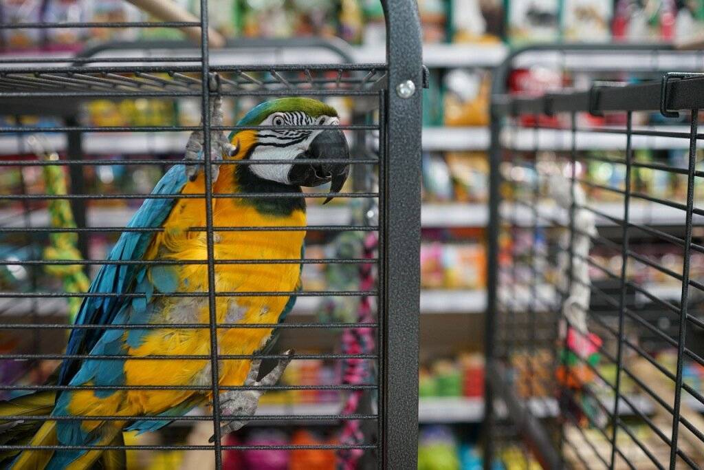 Сколько стоит попугай (ара, какаду, жако и т.д.) в россии?