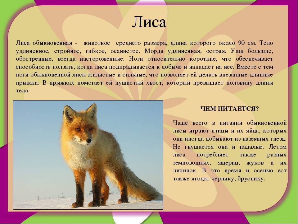 Доклад про лисов. Характеристика лисы. Описание животного лисы. Доклад о лисах. Лиса краткое описание.