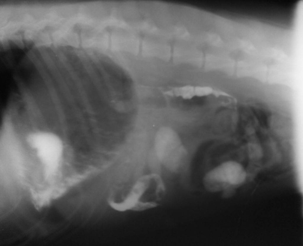 Инородное тело брюшной полости после операции. Заворот непроходимости кишечника. Заворот кишечника у собаки рентген. Инвагинация кишечника рентген.